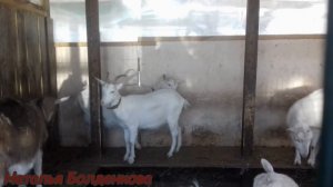 Вздутие и рвота у козы.