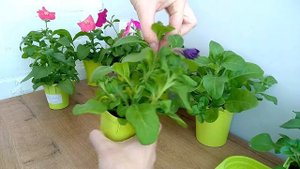 ПЕТУНИЯ - ЛЕГКО! Петуния начинает цветение, прищипка и уход за рассадой в 2 месяца