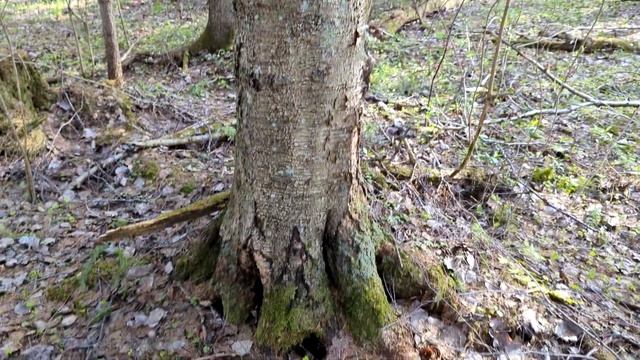 09.05.23 Праздничный сбор грибов, Тосненский р-н ЛО. смотреть онлайн