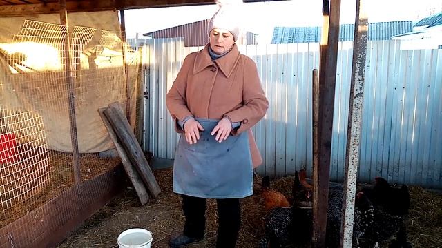 Утреннее кормление кур. Мой рацион питания для кур.