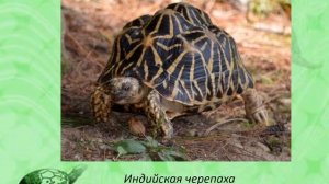 Интересные факты из жизни черепах