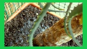 Мой цветок алоэ