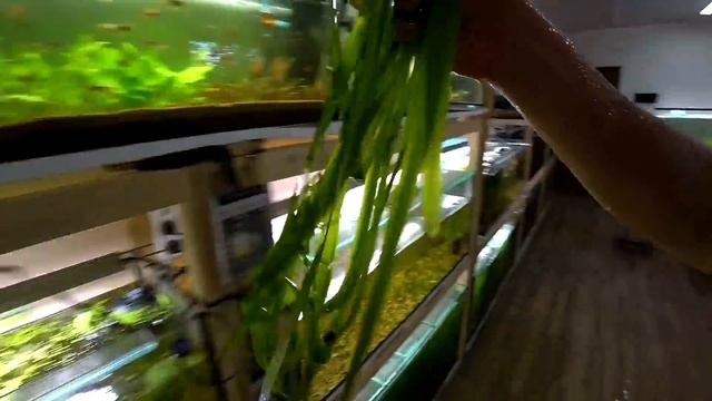 Посылка от Сереги с Аква Уголка. Работаю на разводне смотреть онлайн