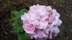 Пеларгония "Монтевидео"