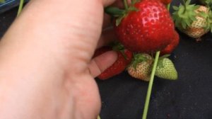 Шарлотта -земляника садовая ( клубника)