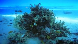 Египет. Хургада. Порт Галиб.Красное море.