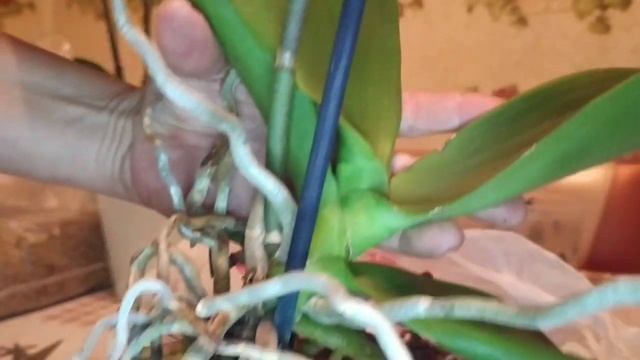 Пересадка Орхидеи Фантом /Как пересадить орхидею фалинопсис смотреть онлайн