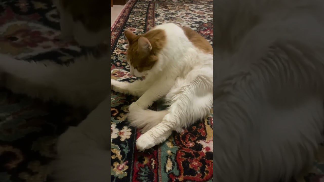 #cat #catlover #catvideos #кот #коты