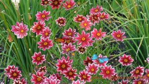 Кореопсис обыкновенный Руби Фрост (coreopsis) ? обзор: как сажать, саженцы кореопсиса Руби Фрост