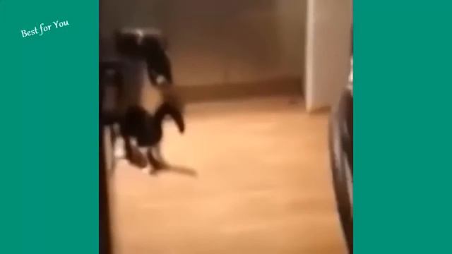 Приколы. Самое смешное видео. Смешные животные. 2017 Апрель №29 смотреть онлайн