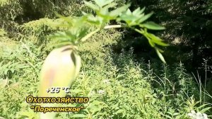 Искал , где живут кабаны?