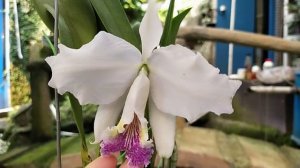 Cattleya lueddemanniana var Coerulea