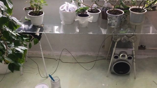 Идеи для домашних цветов смотреть онлайн