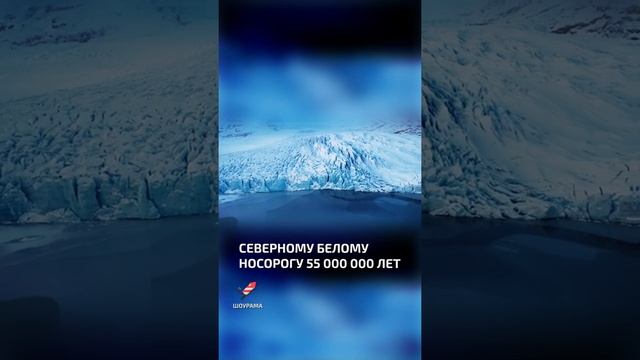 Северному белому носорогу 55 миллионов лет  - интересные факты