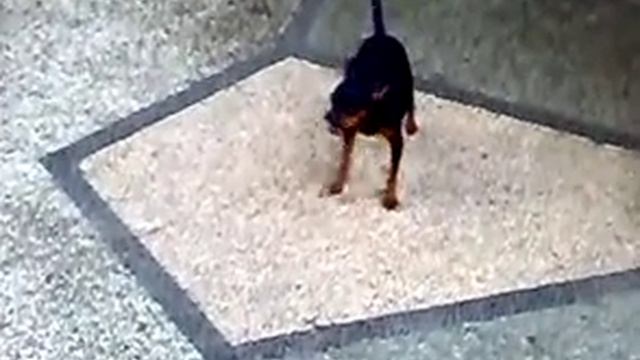 Mini Pincher | Little Dog смотреть онлайн