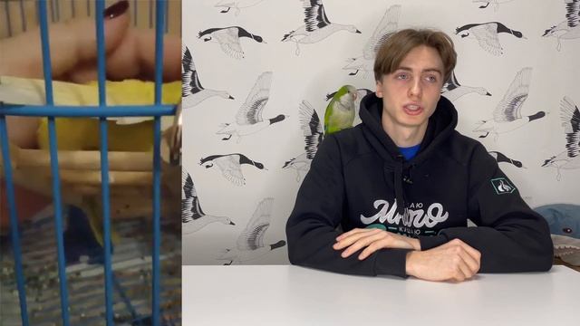 Почему умер попугай? Содержание попугая в плохих условиях смотреть онлайн