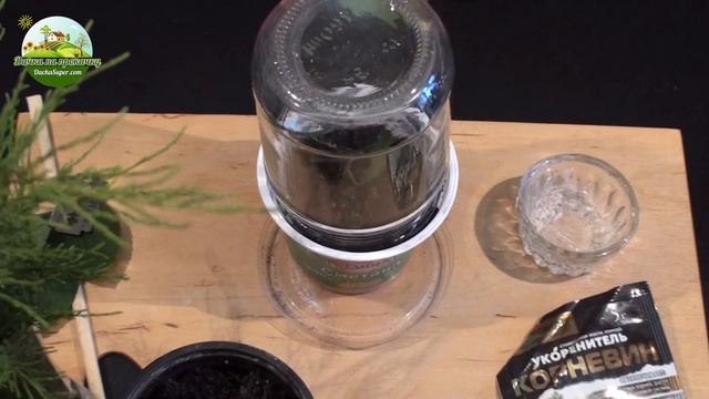 Летнее зеленое черенкование декоративных растений. Начало.