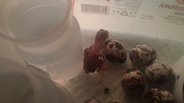 Переселение перепела Лунтика в брудер.Выведение,инкубирование перепелов из магазинных яиц на батаре смотреть онлайн