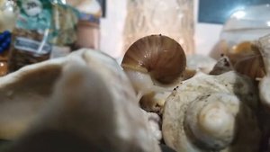 Сухопутные улитки (ахатины)