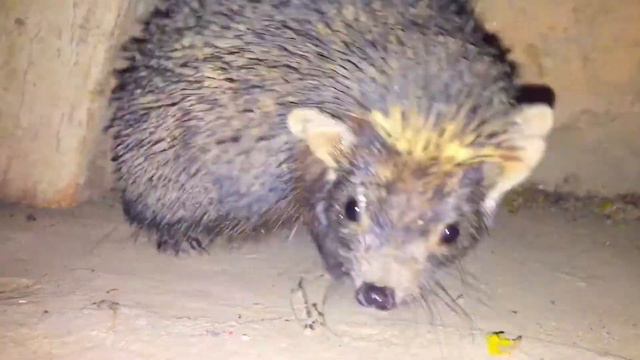 Watch Angry Hedgehog Attacks Camera and Listen how it Roars like a Lion смотреть онлайн