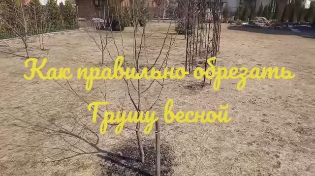 Как правильно обрезать грушу весной