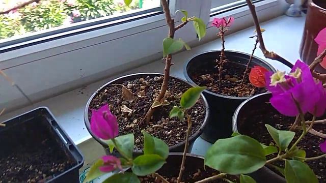 Бугенвилия. Цветут маленькие черенки. смотреть онлайн