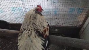 Заболел петух. Чем лечить?
