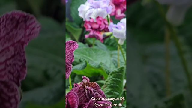 Стрептокарпусы селекции DS. Коллекция КУХНЯ ФИАЛКИ 🐇.