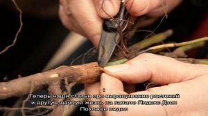 Как привить розу на шиповник методом окулировки