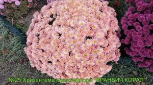 №25 Хризантема мультифлора БРАНБИЧ КОРАЛ