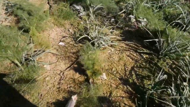 Körek Mantarı (Pleurotus eryngii var ferulae ) ve Körek Bitkisi (Ferula communis) Gavcar, Mantika смотреть онлайн