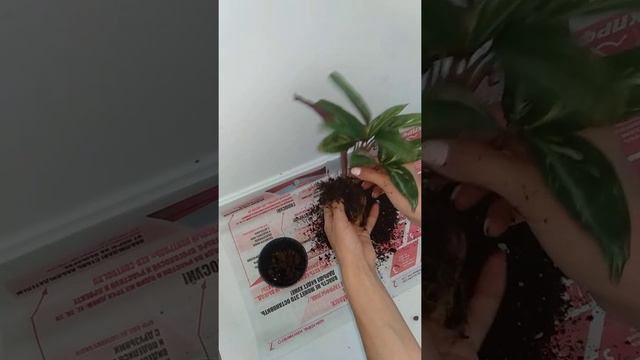 Деление строманты