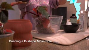 Relaxing Repot with Me: Begonia Ginny Galaxy | Philodendron Strawberry Shake | Moss Pole | Pon