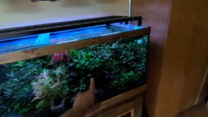 Медленный травник.  Буцефаландры Анубиасы Папоротники