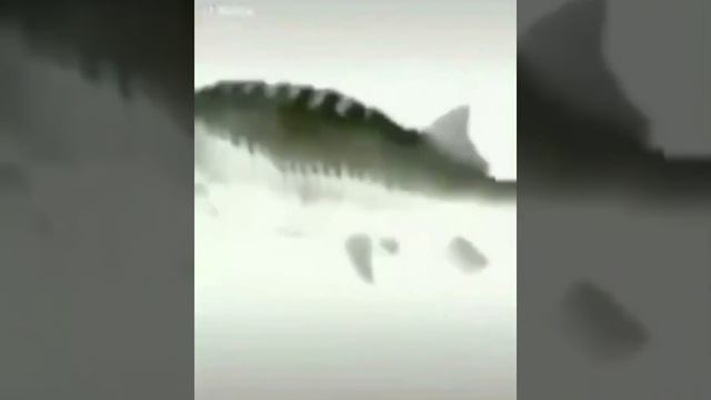 рыба танцует зай за зай за за за зай зай на протяжении 5 минут и 5 секунд смотреть онлайн