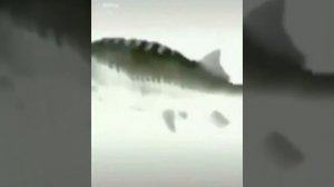 рыба танцует зай за зай за за за зай зай на протяжении 5 минут и 5 секунд