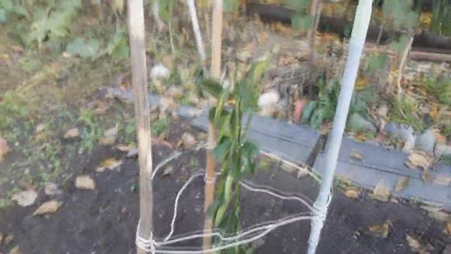 ОГОРОД В АБХАЗИИ. НОЯБРЬ 2017 смотреть онлайн