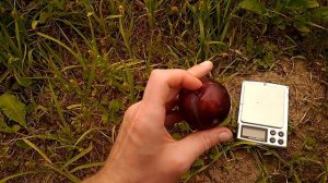 Слива Голливуд, Дофи Сандра, Блек Сплендор