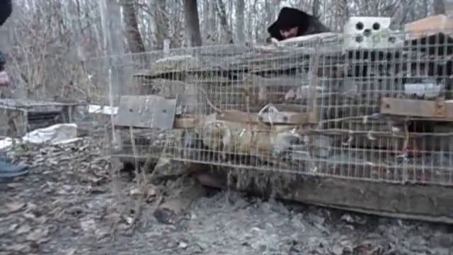 Знакомство с лисом (ягдтерьер Дан 4,5 м) смотреть онлайн