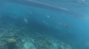 Снорклинг на Пхукете (Пхи-Пхи)