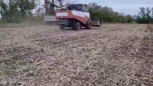 Гибрид ЛГ 50455 КЛП / Уборка подсолнечника