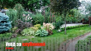 УХОД ЗА КЛУБНИКОЙ после плодоношения / НОВЫЙ МЕТОД