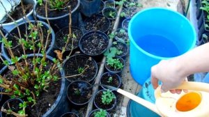 ГОРТЕНЗИИ КРУПНОЛИСТНЫЕ (МАКРОФИЛА ) ПОСЛЕ ЗИМЫ . УХОД , ПЕРВОЕ УДОБРЕНИЕ , ОБРЕЗКА .ОБЗОР РАСТЕНИЙ