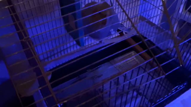 Бешеный турецкий попугай.Бросается и шипит.Стамбул 2018 смотреть онлайн