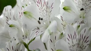 Цветы, похожие на лилии, только маленькие