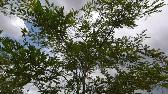 Крымская Степь Степные Лошади Дожди В Крыму. смотреть онлайн