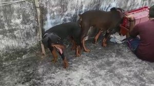 American Female Doberman And European Male Doberman Mating | Doberman Breeding ||Odisha Berhampur |