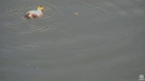 Bubble blowing duck at Hog Island. 31 May 2016