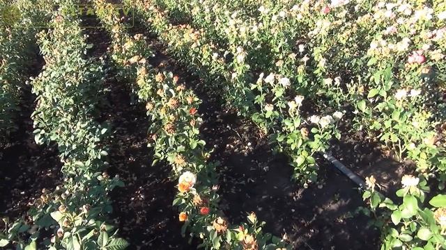 Базальный побег на розе. Как спровоцировать рост! смотреть онлайн