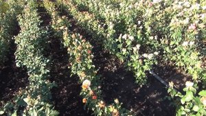 Базальный побег на розе. Как спровоцировать рост!